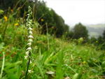 Spiranthes Spiralis